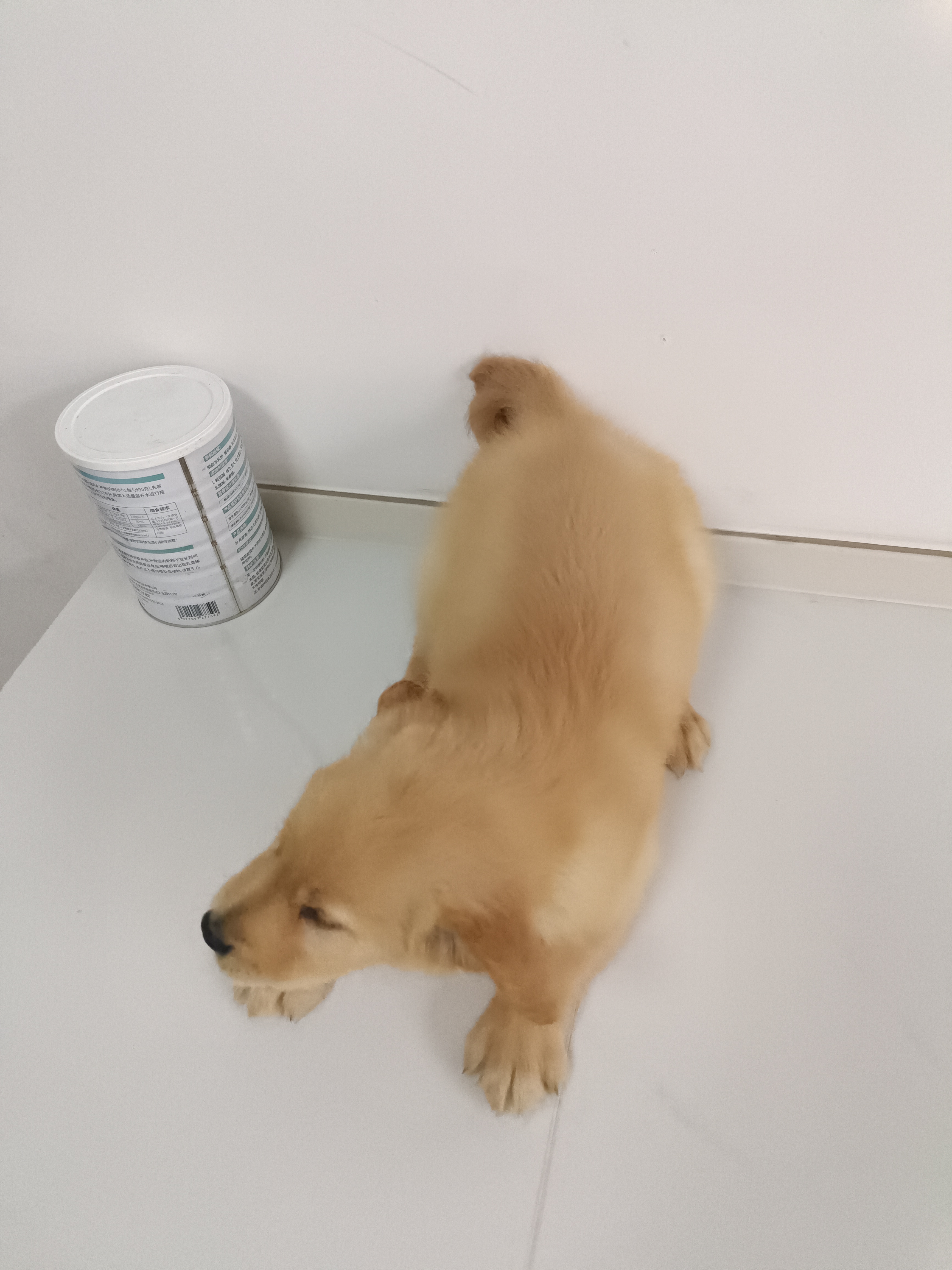 金毛